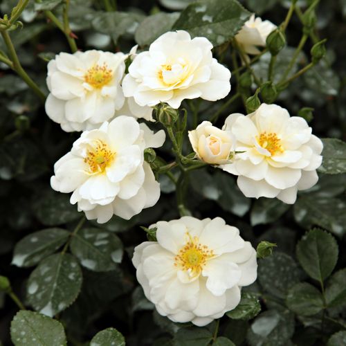 Gärtnerei - Rosa Magic Blanket - weiß - bodendecker rosen  - mittel-stark duftend - Hans Jürgen Evers - Ihre reine weiße Farbe wirkt sowohl in großen Mengen als auch als Ergänzung bei Mischbepflanzungen.
